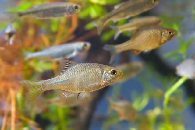 会"膨胀"的海鱼