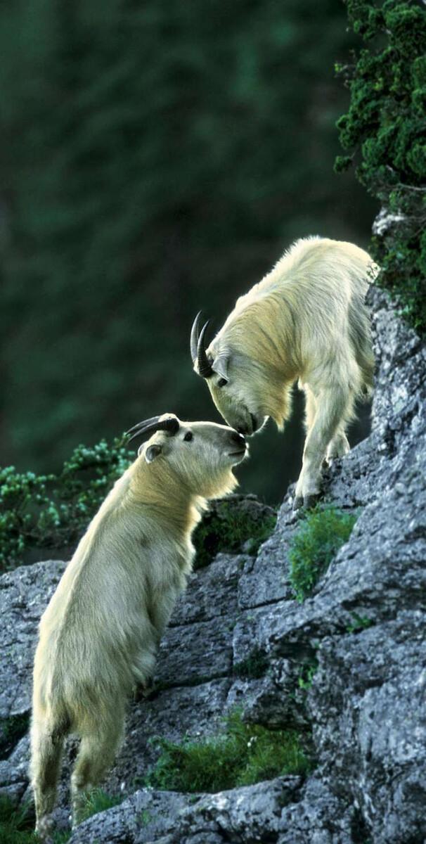 羚牛的长相,跟麒麟的构造都是有种四不像的感觉,虽然是牛科动物,但是