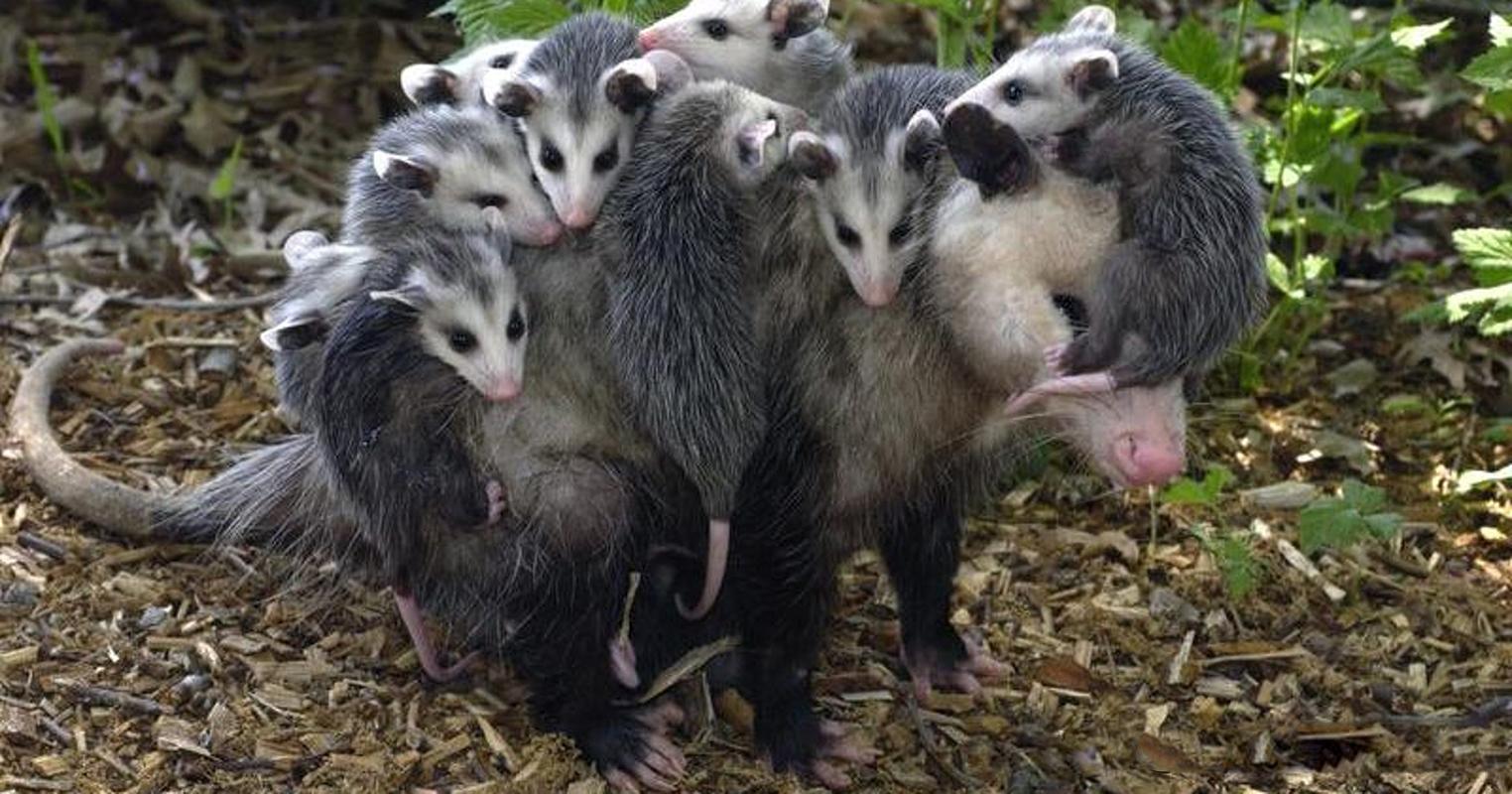 动物界最伟大的母爱一生只为了保护孩子背十几个孩子直到长大