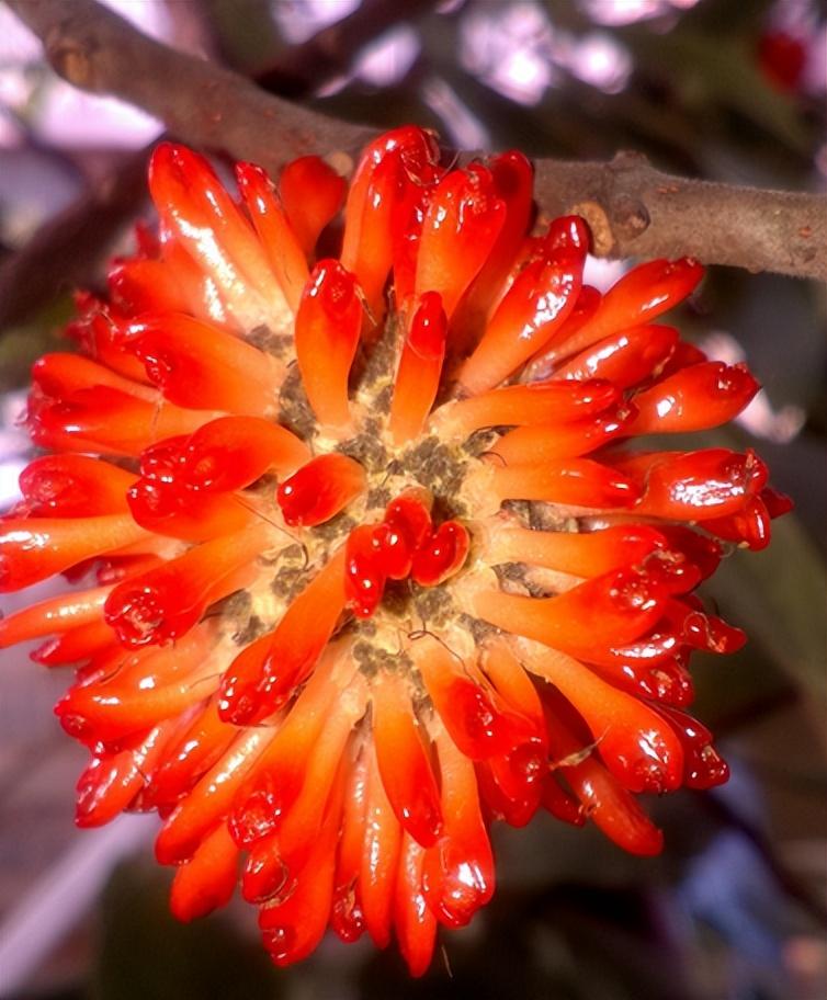 日常见到的高度都在10到20米之间,叶子外型有些像动画《葫芦娃》里