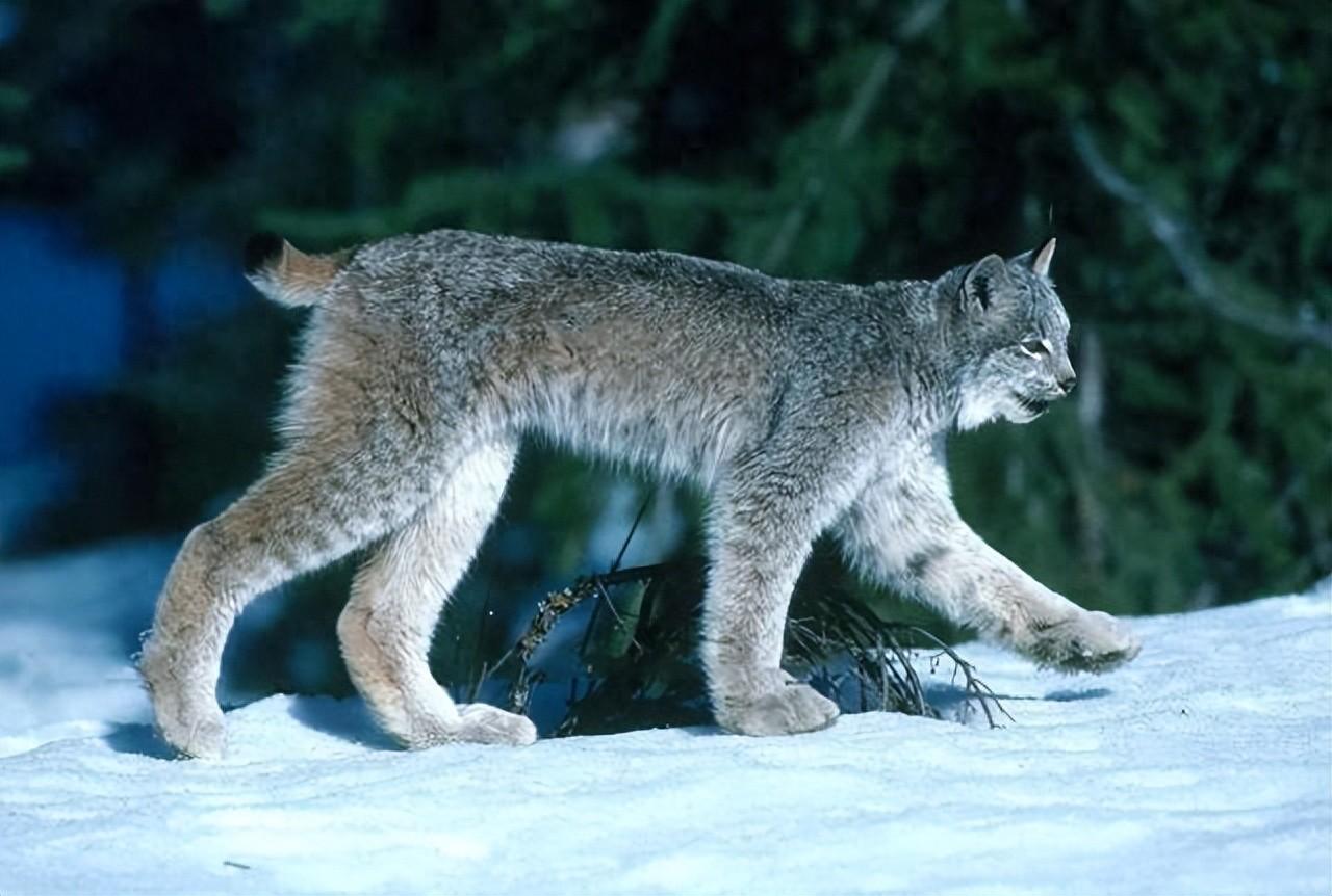 回顾猞猁为何见狼就杀猫科的战斗力难道要比犬科强吗