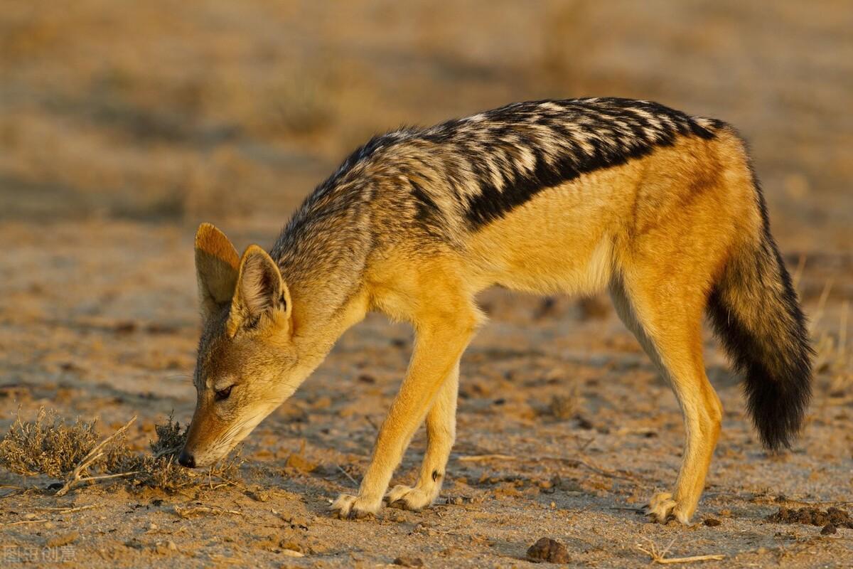 胡狼是犬科犬属下的一种动物,广泛分布在亚洲,欧洲和非洲各地,大约在
