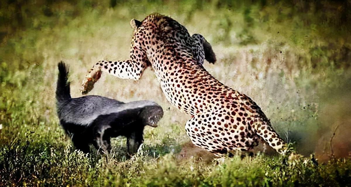 回顾永不服输的蜜獾曾经有一个保护区饲养了两只后来怎么样了