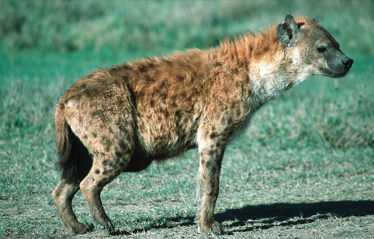 回顾作为非洲二哥的鬣狗不怕狮子怕非洲人看看非洲人怎么对它