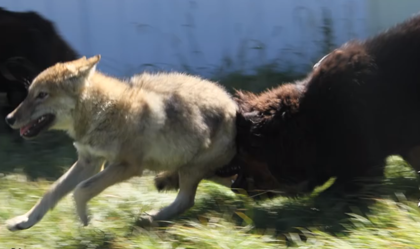 03 李微漪带格林重返草原锻炼狼的天性