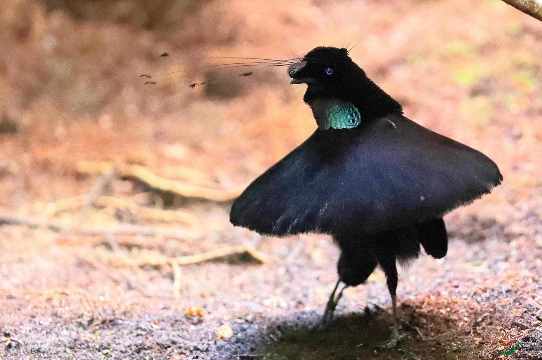 回顾动物的故事镜头下揭示四种动物的求偶秘诀有浪漫也有莽撞