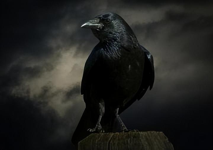 回顾过去经常天空盘旋农民避之不及的报丧鸟如今为何无影踪