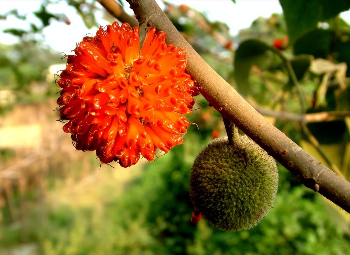 农村常见的害树,见了就砍用来当柴火,如今为何成为"摇钱树"