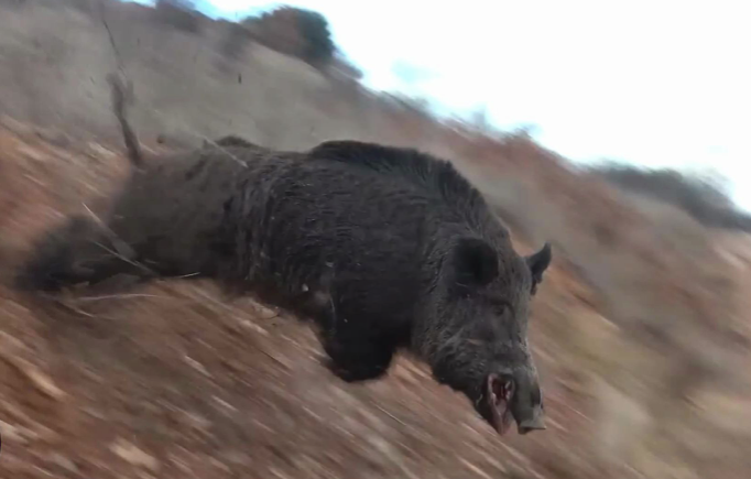 回顾家猪放生一年后就会野化成有獠牙的野猪这是什么原因