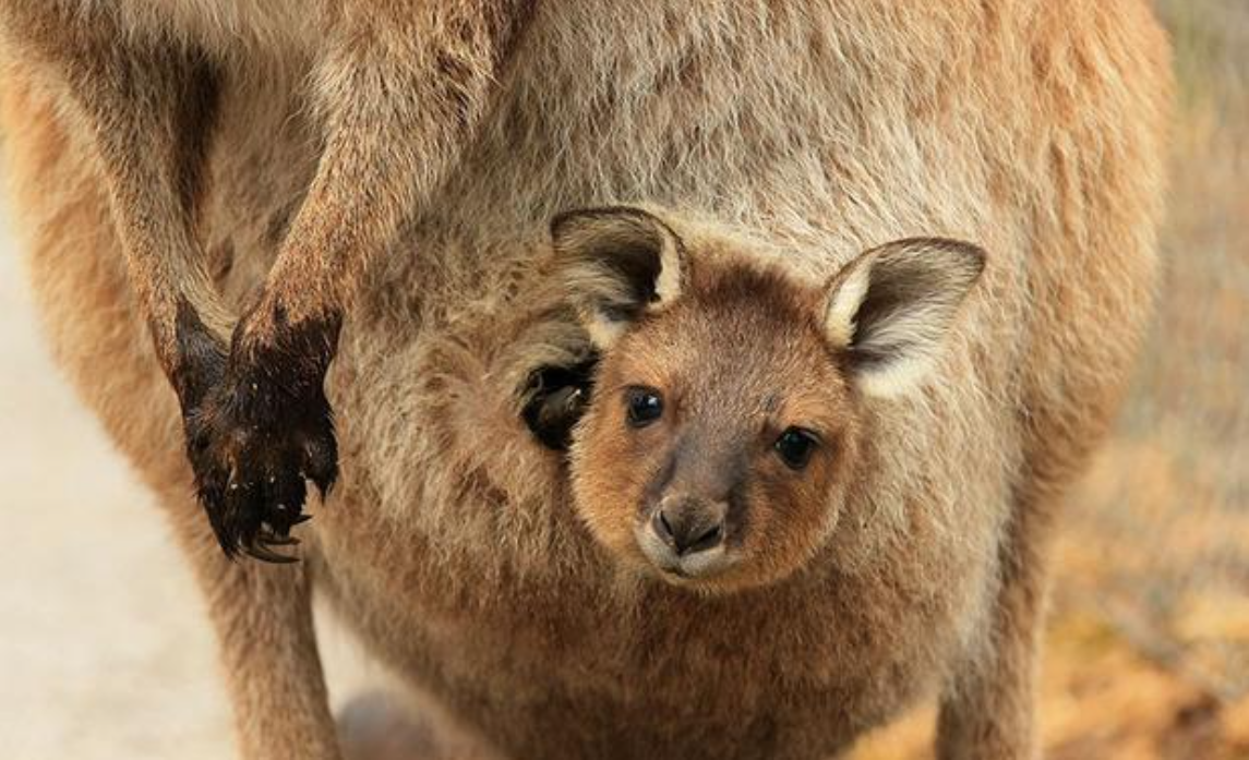 所有的有袋生物都跟负鼠一样养孩子吗?