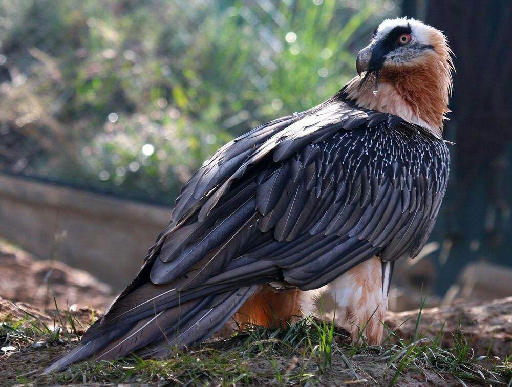 回顾世界上什么鸟飞得很高黑白秃鹫能飞11300米高是什么概念