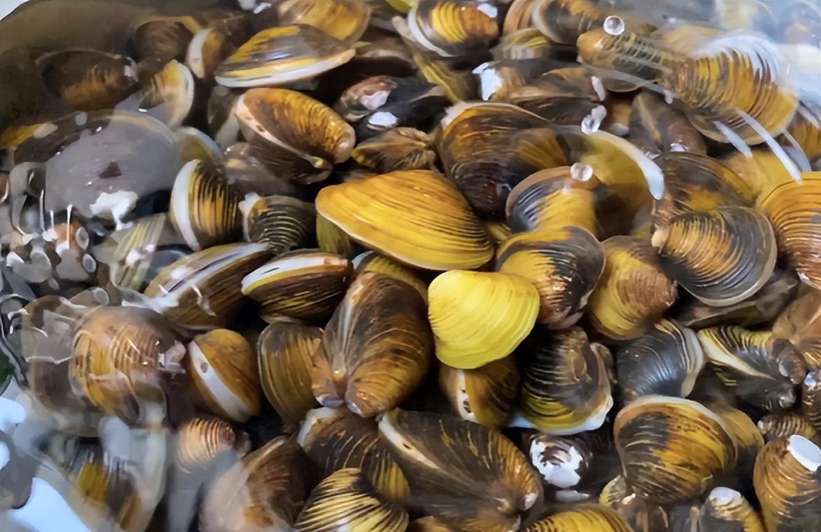 回顾6种正在逐渐消失河鲜多年前遭嫌如今被当宝你吃过哪几种