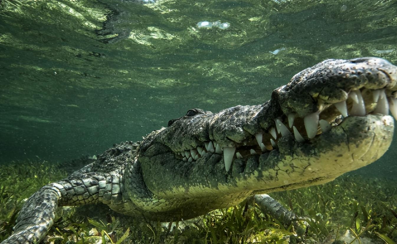 回顾非洲象在河边喝水被鳄鱼一口咬住象鼻大象没鼻子还能活吗