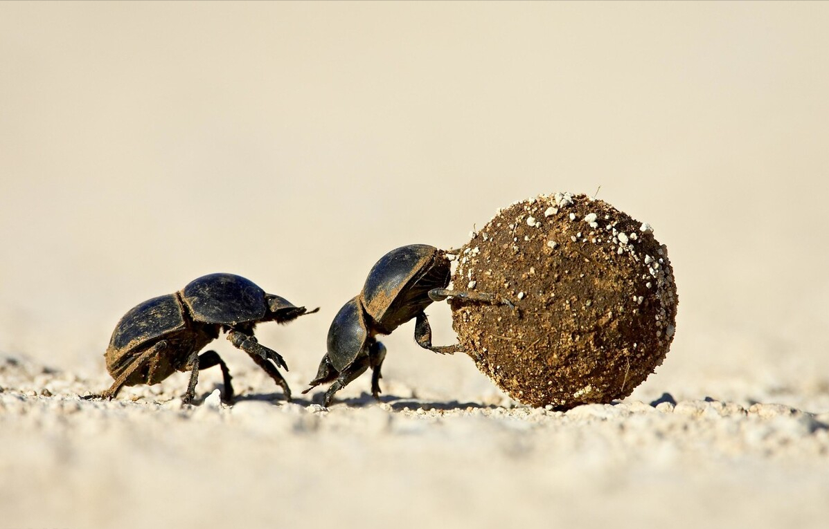 回顾实验研究证明:屎壳郎不仅挑食还任性,它爱肉食动物和羊的便便