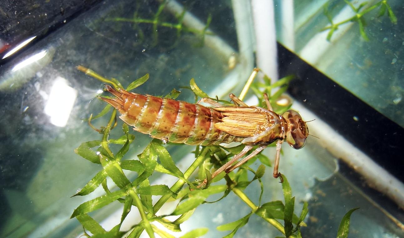 令人没想到的是,水虿居然是蜻蜓的幼虫时期.