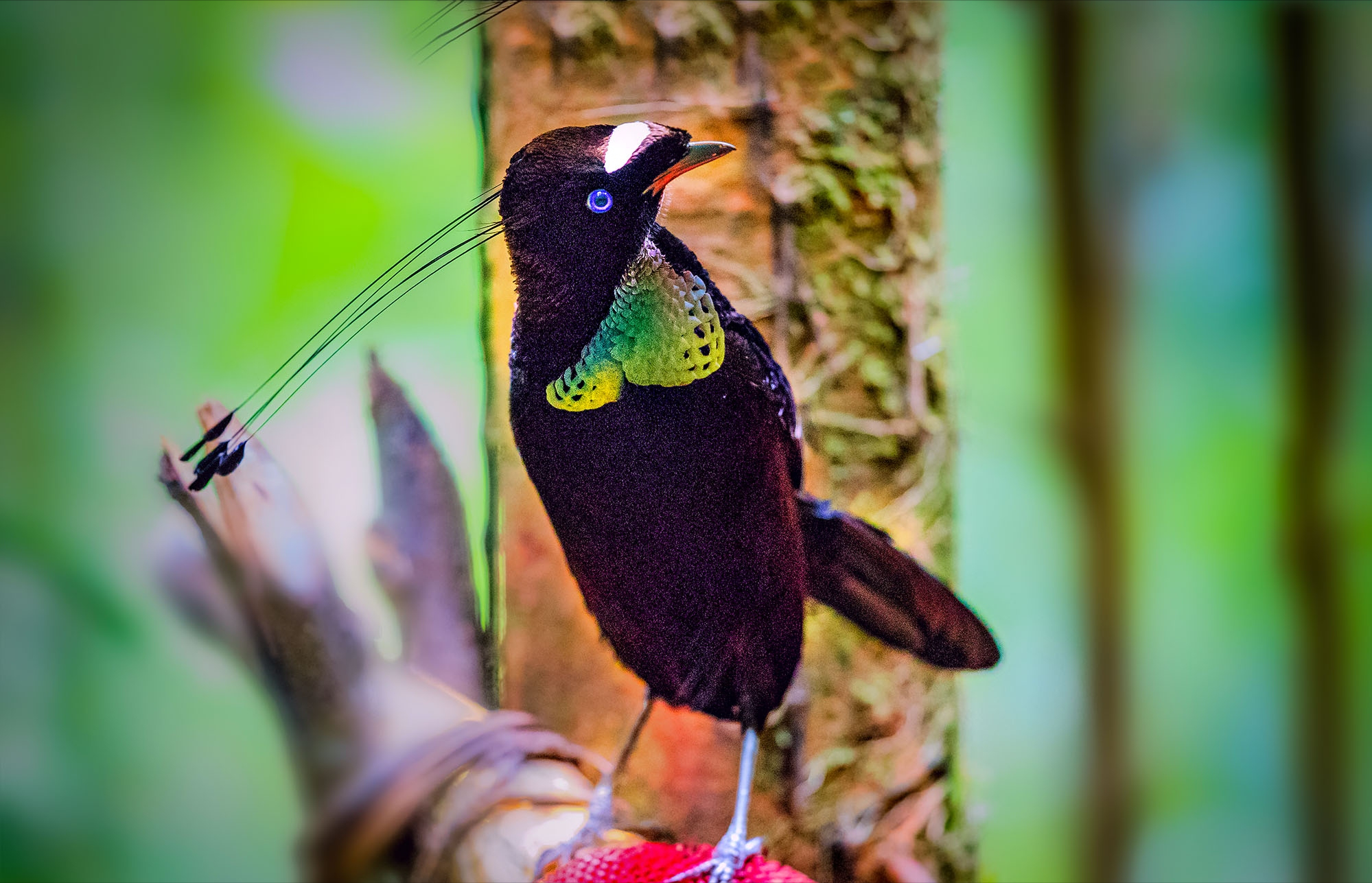 第二:六羽极乐鸟,追求极致的天生表演家