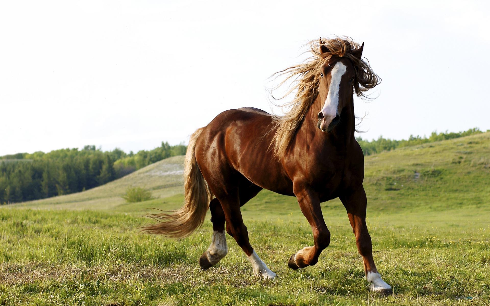 回顾国外爱吃的马肉为什么中国人很少吃除了情怀外还有其它原因