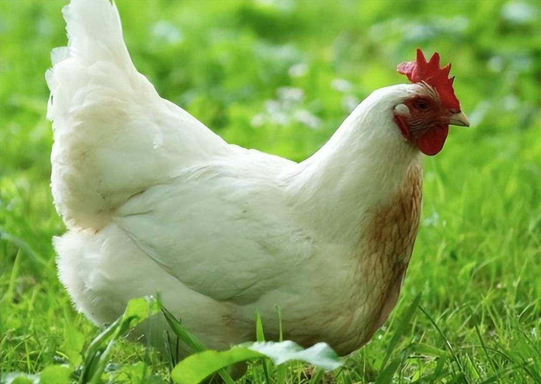 回顾中国每年消费200多亿只鸡爪鸡爪是从哪来的到底安不安全