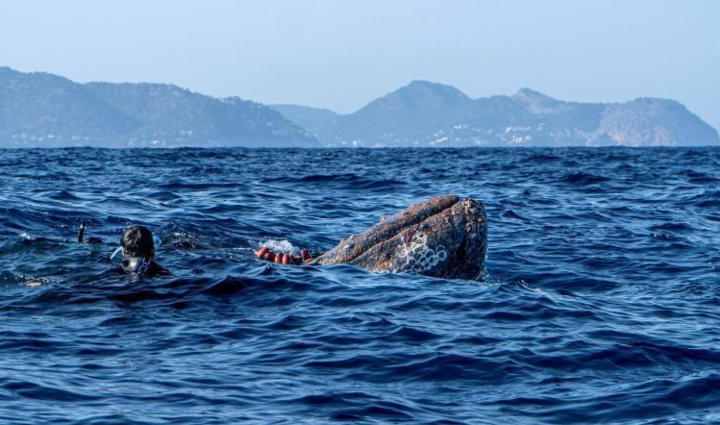 并且就观察座头鲸的生理特征来看,他们将人类吞吃入腹的概率也不大