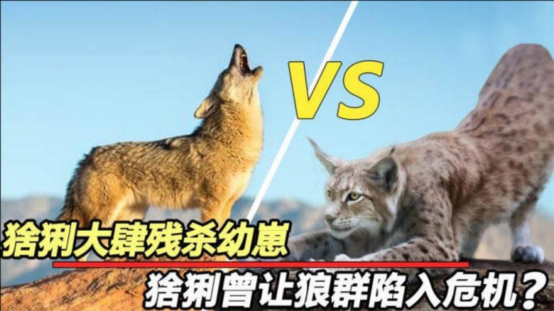 猞猁会攻击人吗图片