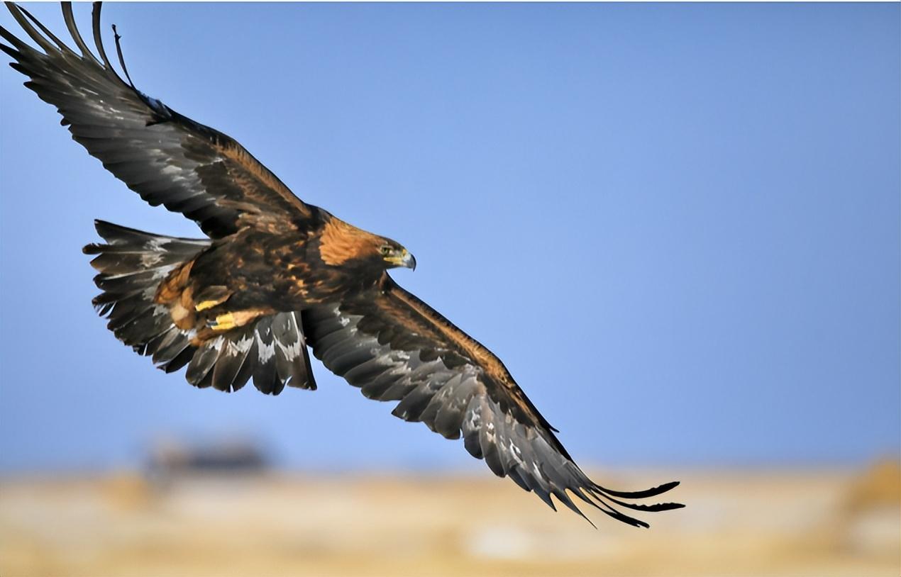 壁纸 鸟 鸟类 桌面 1270_814