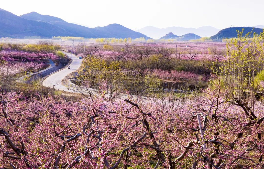 北京平谷国际桃花节4月8日开幕 完成打卡