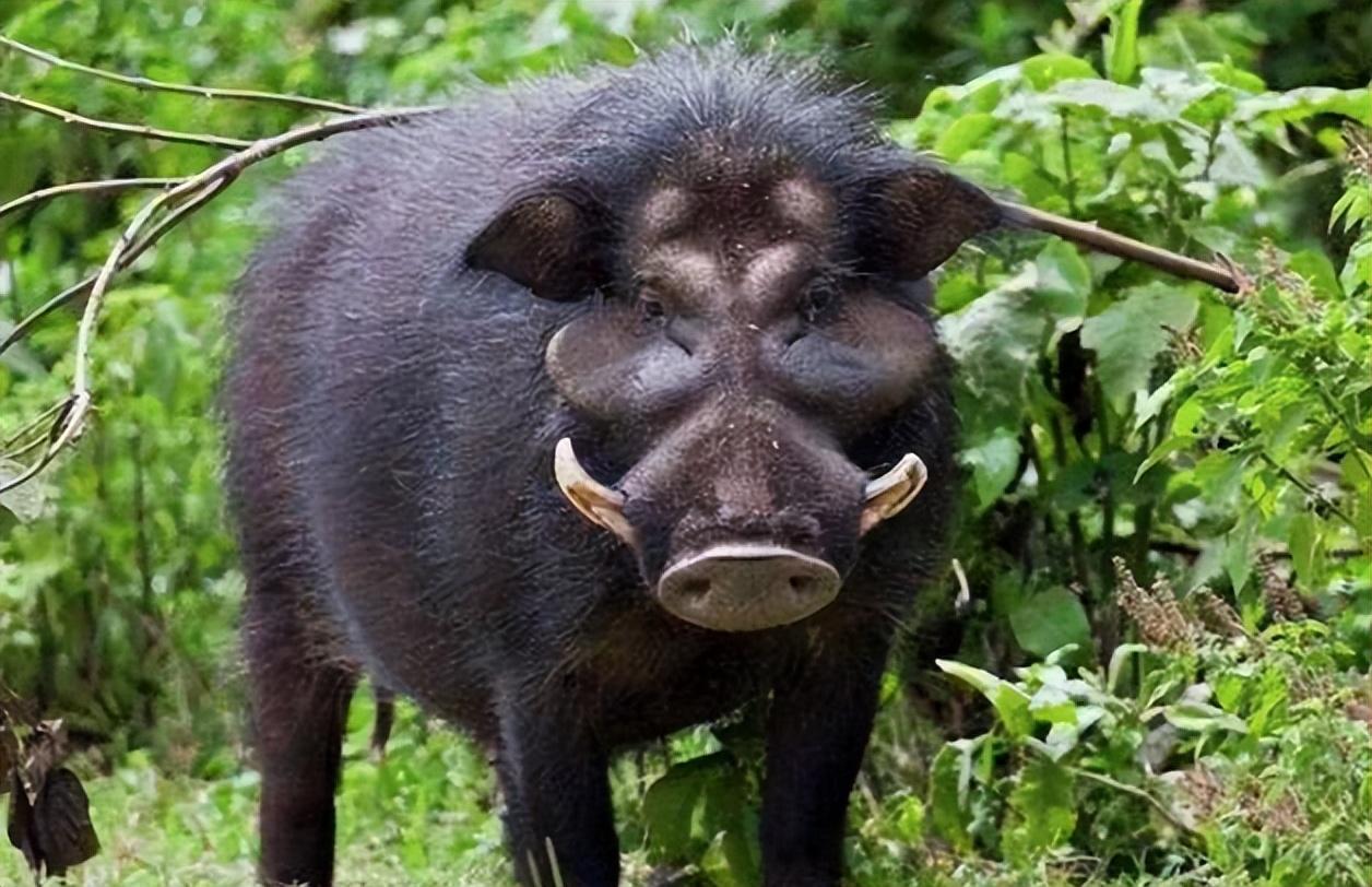 回顾家猪放生一年后就会野化成有獠牙的野猪这是什么原因