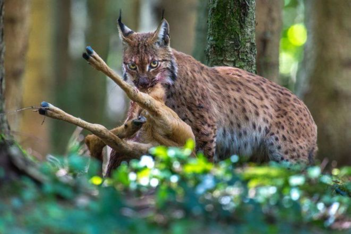 猞猁超强的捕猎能力是怎么让人甘拜下风的?