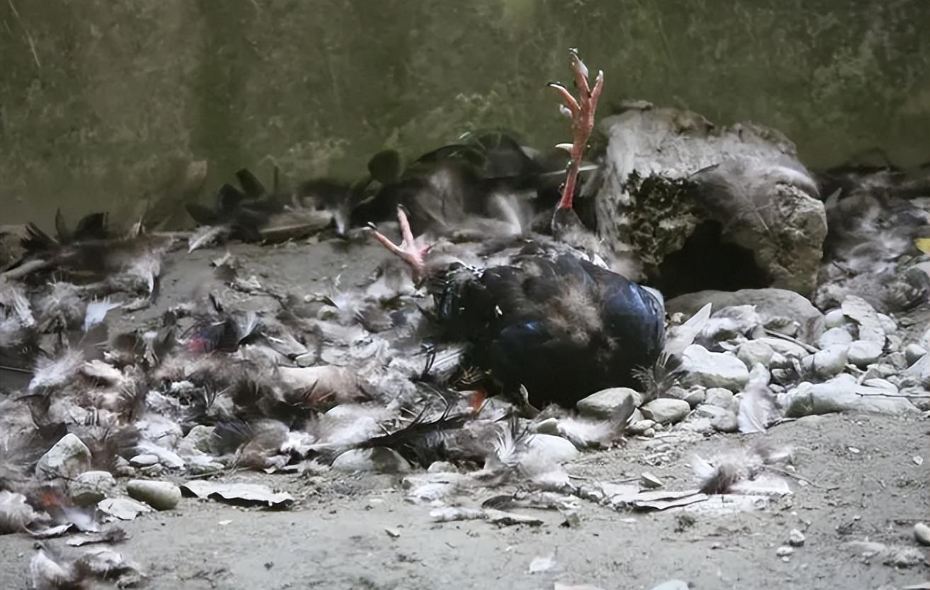 回顾斑鸠窝随便搭几根树枝就成如此简陋的窝下雨天鸟蛋怎么办