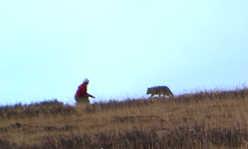 04 格林属于大自然,李微漪带着它重返狼群