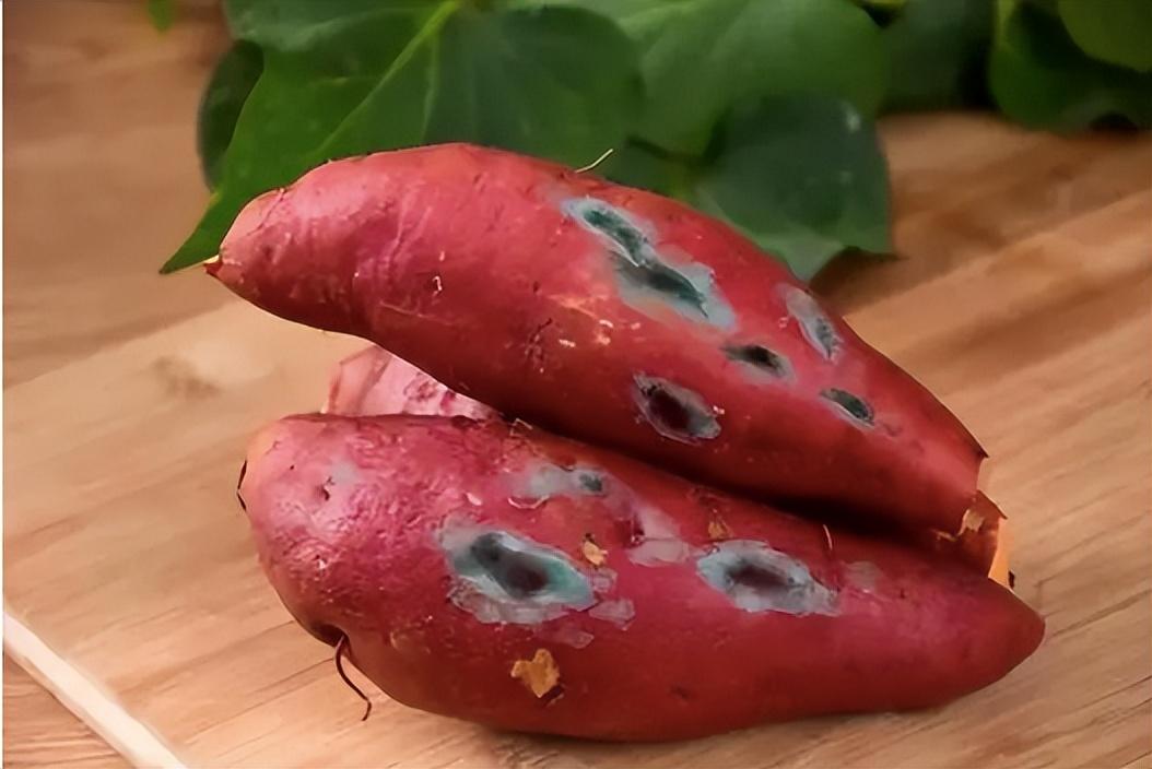 回顾土豆都成了主粮为什么红薯就不行呢红薯吃多了会反酸吗