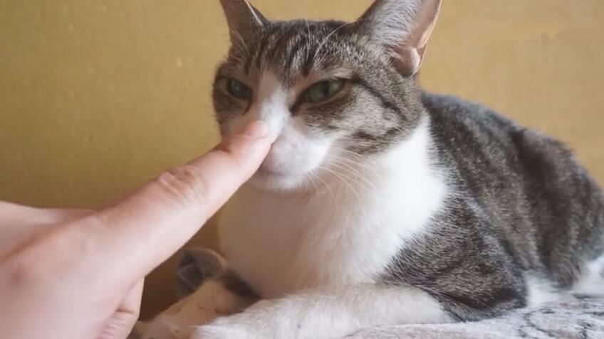 猫咪每天都在和你打招呼,你却不知道!