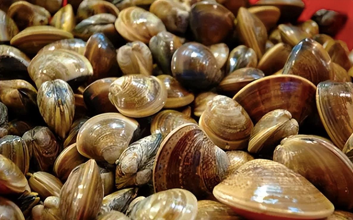 广东哪里有批发河蚬