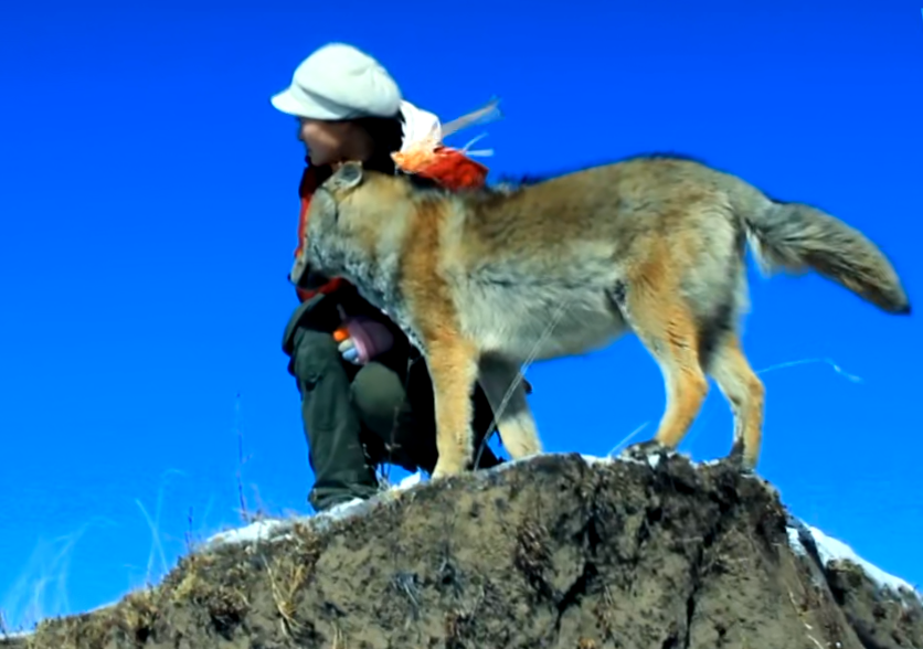 04 格林属于大自然,李微漪带着它重返狼群