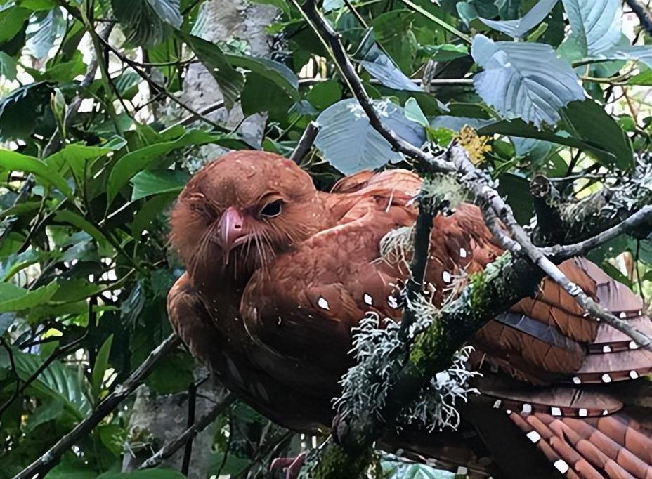 回顾世界上"最肥"的鸟,被抓去炼油点灯,明明吃素为何还长那么胖?