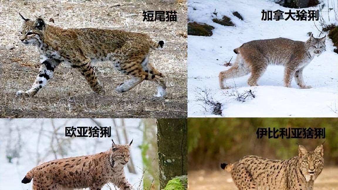 回顾:猞猁为何见狼就杀?猫科的战斗力,难道要比犬科强吗?