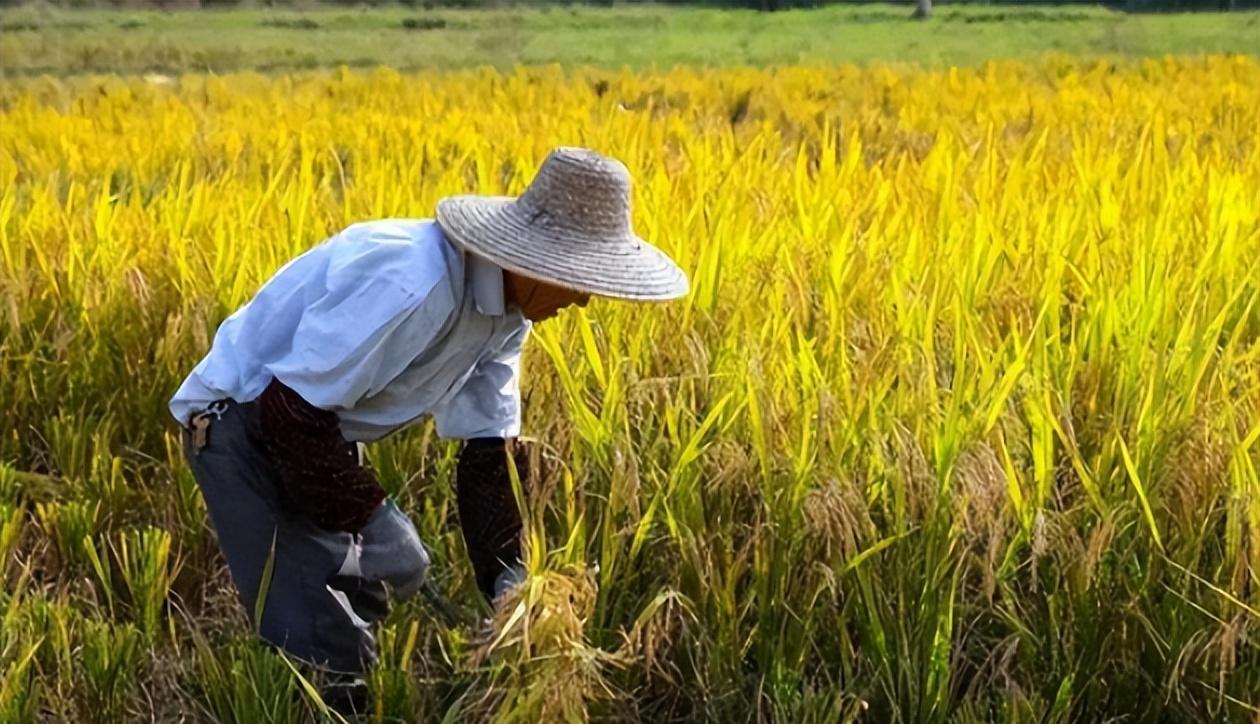 2020年说"谁给40万救我父亲我就嫁谁"的平顶山女孩,后来嫁了吗