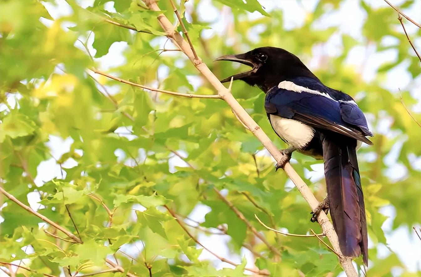 回顾为什么喜鹊窝不怕雨雪?外部粗糙简陋,内部却暗含"高科技"!