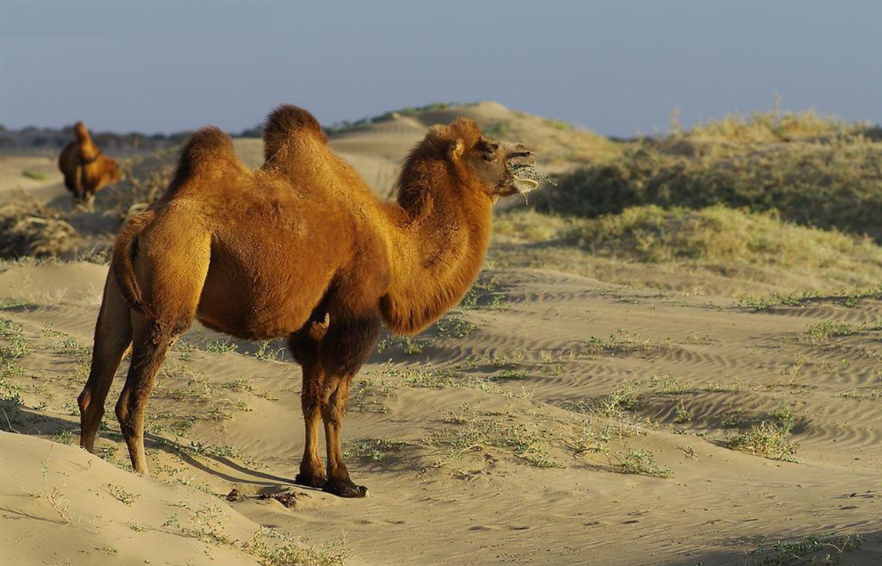 回顾母驼难产后抑郁不哺育幼崽两个小孩穿越荒漠救幼崽于水火