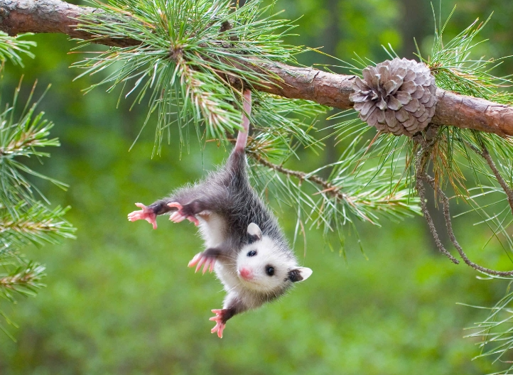负鼠的统称,而有袋类动物,就是像袋鼠这样雌性拥有专门育儿袋的哺乳