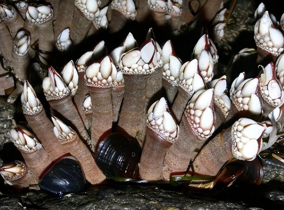 但是与藤壶仅隔两字之差的鹅颈藤壶却备受青睐,还价格高昂,被猎奇的