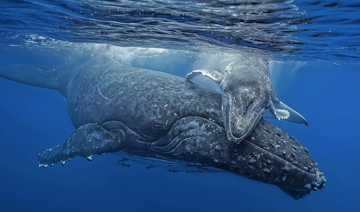 回顾:混乱的繁衍!为何灰鲸没"第三者"插足帮助无法完成交配?