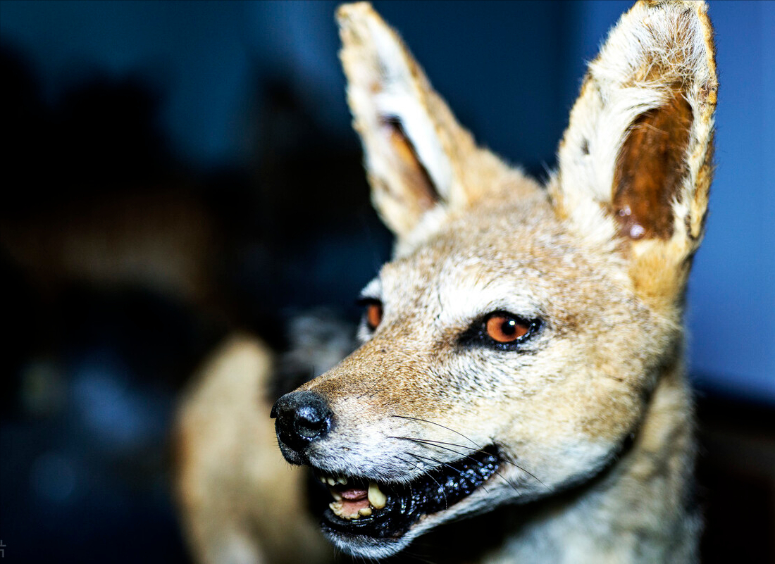 回顾:"蹭饭大王"胡狼,靠什么本事可以从狮子和鬣狗口中蹭饭吃?