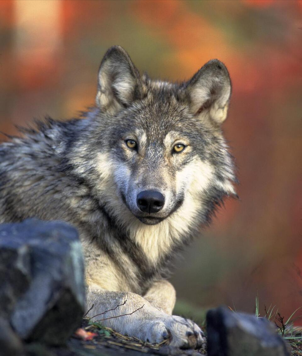 回顾狼为何会吃人长白山老猎人狼不把人当人遇到狼如何自救