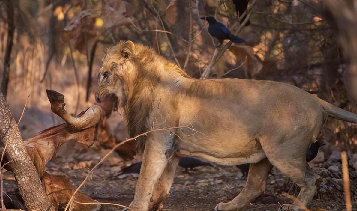 尽管鸵鸟有着不俗的自保能力,但作为非洲草原上的顶级食肉兽的狮子