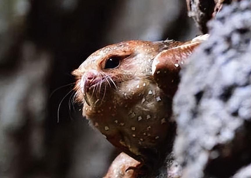 回顾世界上"最肥"的鸟,被抓去炼油点灯,明明吃素为何还长那么胖?
