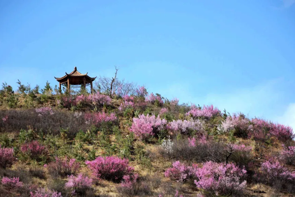 一,宁城休闲赏花  时间:4月初-5月中下旬  地点:宁城县杜鹃山景区