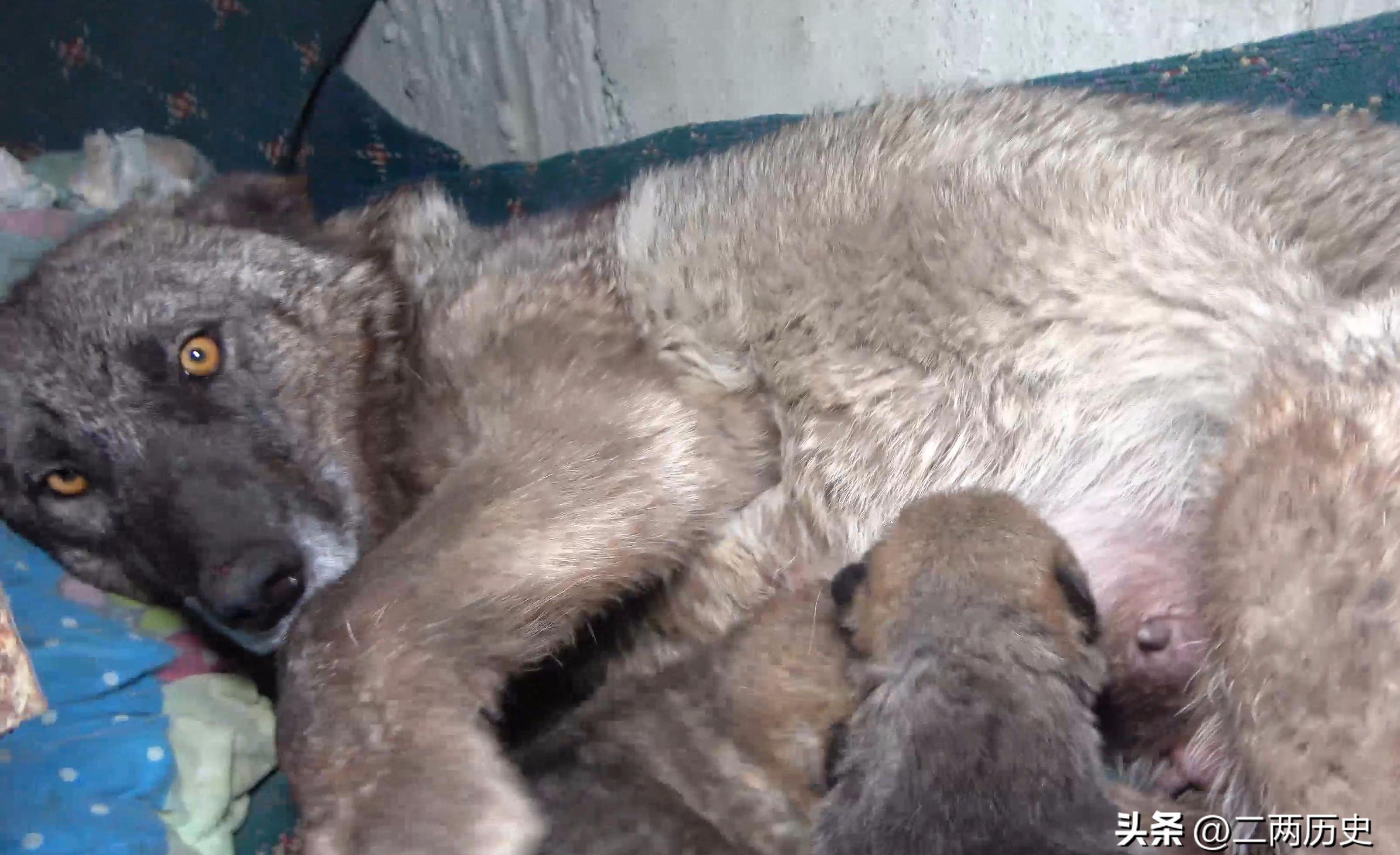 走到一半时,前面的羊突然不动了且开始发生骚动.