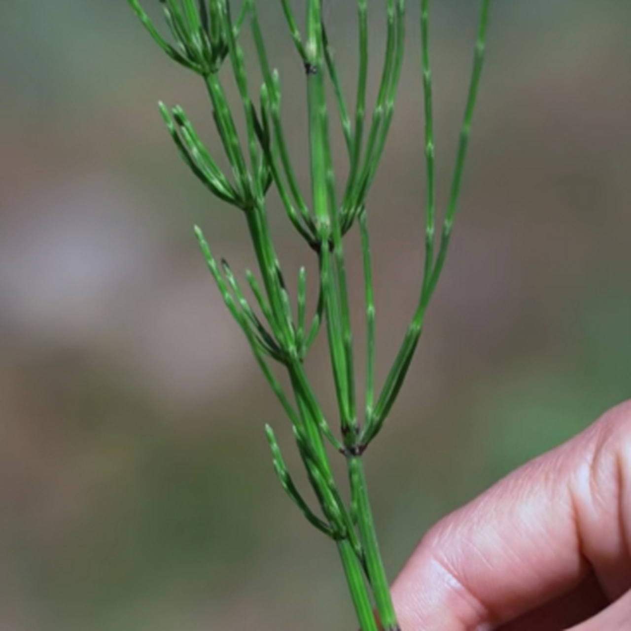 禁闭求生野草茎干图片