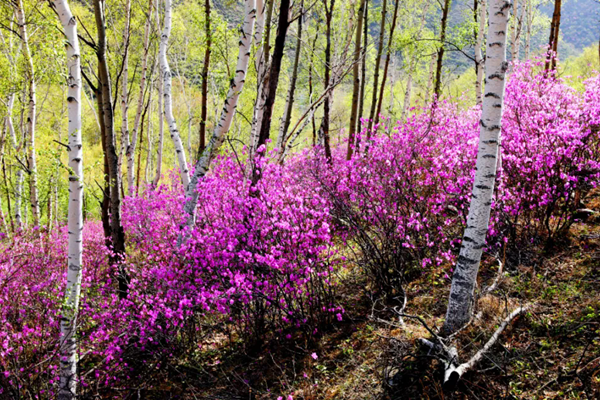 一,宁城休闲赏花  时间:4月初-5月中下旬  地点:宁城县杜鹃山景区